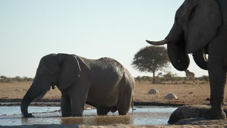 Elefante-Toro-Parado-En-El-Agua-Se-Cubre-Con-Barro-Usando-El-Baúl