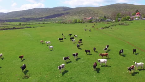 Aerial-view-of-cows-herding-and-running-on-green-field