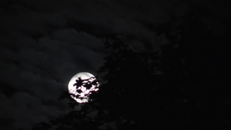 Full-moon-rising-behind-the-tree-at-midnight