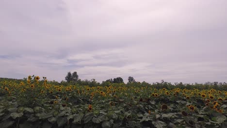 Yellow---Tall-Sunflower-Field-4K
