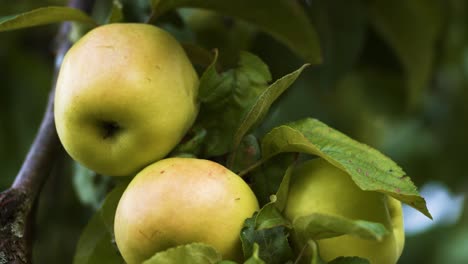 Green-apples-on-apple-tree-ready-to-harvest