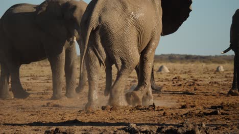 Männlicher-Afrikanischer-Elefant,-Bedeckt-Mit-Nassem-Schlamm,-Auf-Der-Suche-Nach-Einem-Partner