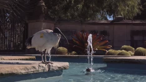 A-labeled-Australian-White-Ibis-is-sunbathing-near-a-fountain