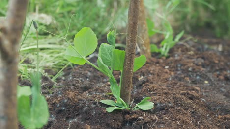 Lush-pea-sprouts-growing-outdoors-against-stakes