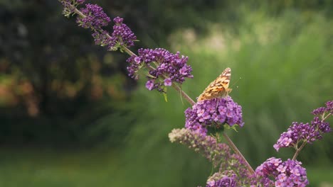 Schmetterlinge-Sitzen-Auf-Einem-Schmetterlingsstrauch-Und-Trinken-Nektar-Aus-Blumen