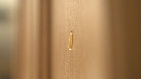 Side-view-of-maggot-insect-climbing-on-wooden-cabinet-during-summer-in-4K
