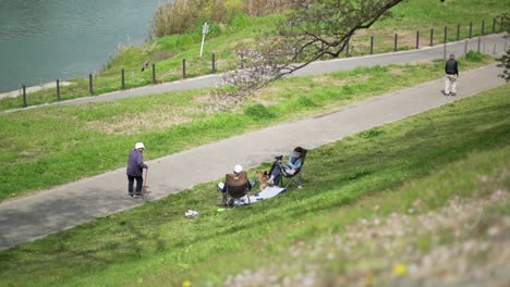 An-Old-Japanese-Woman-Walking-While-Japanese-Couples-And-Their-Dogs-Are-Chilling-Under-The-Sakura-Trees-As-The-Sakura-Peddles-Fall-In-Kyoto,-Japan---slowmo
