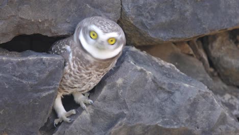 A-Spotted-Owlet-getting-out-of-a-fissure-in-the-rocks-which-is-its-nest-and-flying-away-to-bask-in-sun-during-early-morning-in-India