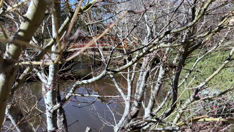 Tilt-shot-of-red-bridge-over-pond-through-wooded-foliage,-Ju-Raku-En-Japanese-Garden,-Toowoomba,-Australia