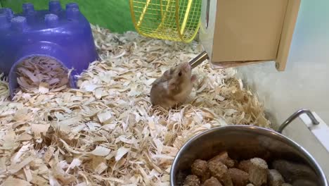 Thirsty-little-Gerbil-drinking-water-and-grooming-itself