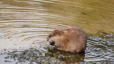 A-coypu-shoving-seaweed-in-its-mouth-in-the-shallow-of-a-Colorado-lake