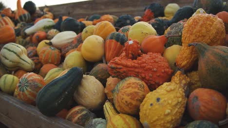Ornamental-pumpkins-gourds-lie-in-a-wooden-box