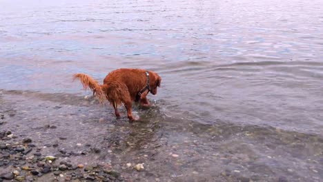 A-young-playful-dog-bounding-through-the-water-chasing-rocks-thrown-by-its-owner