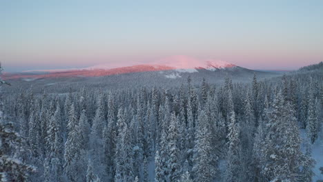Flying-between-and-above-snowy-trees-while-sunset-is-colouring-the-winter-landscape-to-pink-in-the-background-in-Lapland-Finland