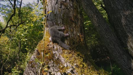 Devolviendo-Al-Lirón-Del-Bosque-Animal-Protegido-A-La-Vida-Silvestre-Al-árbol-En-El-Bosque-Europeo.