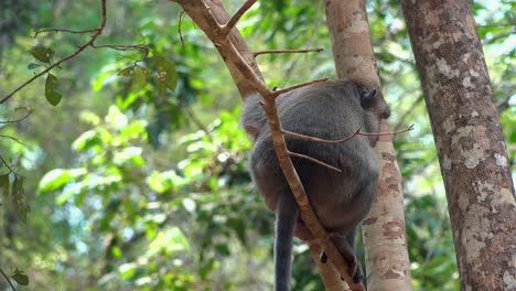 Macaque-Monkey-Sat-in-a-Tree-in-the-Jungle-Before-Climbing-Down-to-the-Forest-Floor
