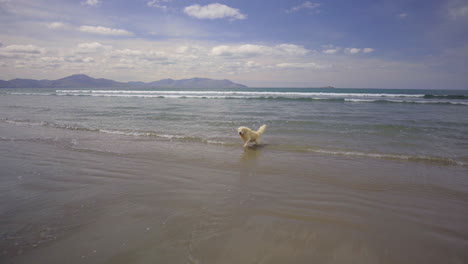 Tracking-follow-shot-of-a-Golden-Retriever-running-in-the-Atlantic-Ocean-on-a-sandy-beach-in-Ireland-in-4K