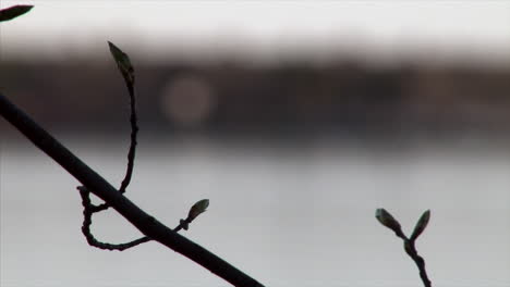 Silhouette-Of-Tree-Branch-Rake-Focus-To-Highway-Near-Waterfront---Slow-Motion