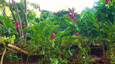 HD-Hawaii-Kauai-slow-motion-gimbal-walking-left-to-right-along-nice-red-flowers-in-lush-surroundings