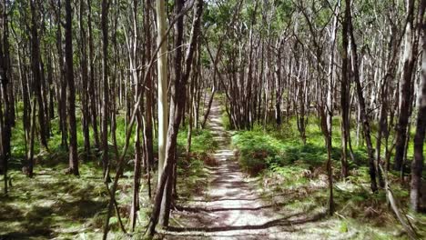 Reverse-dolly-through-trees-in-the-Wombat-State-Forest-near-Trentham,-Victoria,-Australia