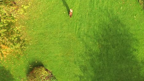 Top-down-drone-aerial-view-of-woman-running-in-park-during-autumn-with-colorful-foliage