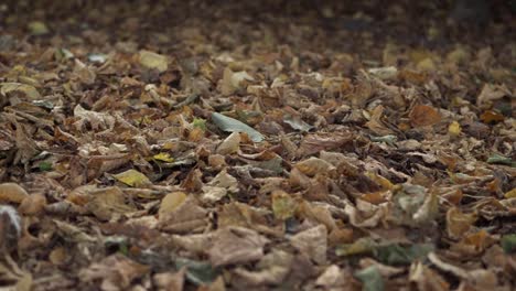 Herbstblätter-Auf-Waldbodenhintergrund,-Niedrige-Aufnahme