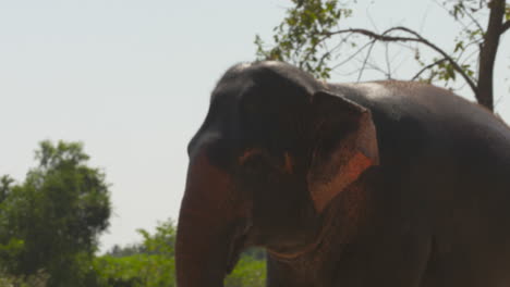 Un-Gran-Elefante-Asiático-Caminando