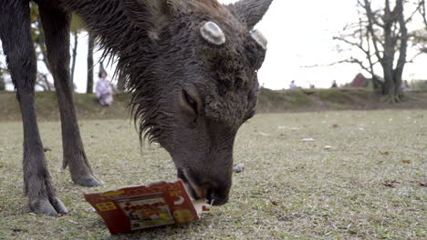 Male-Japanese-Sika-deer-or-buck-without-horns-chewing-on-cardboard-packaging-in-Nara-park,-close-up
