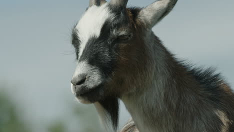 TILT-UP,-CLOSE-UP,-a-Pygmy-goat-relaxing-and-contemplating-life-in-the-sun