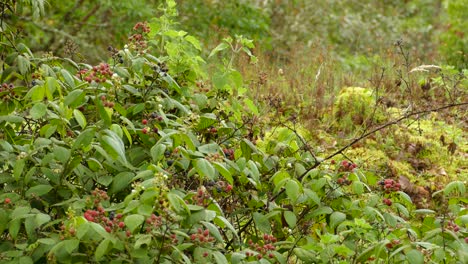 Kolibri-Ernährt-Sich-Von-Beeren,-Während-Er-Durch-Das-Unterholz-Eines-Waldes-In-Costa-Rica-Schwebt