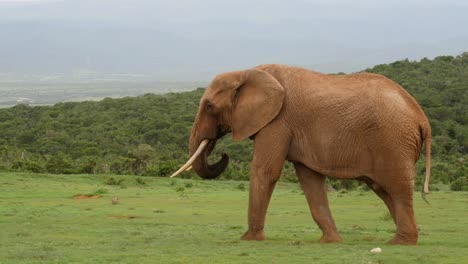 Elefante-Africano-Caminando-A-Través-De-Pastizales,-Baúl-Oscilante,-Con-Un-Hermoso-Paisaje-Verde-En-El-Fondo