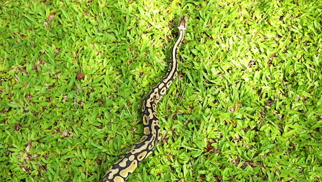 Real-python--crawling-on-the-green-grass