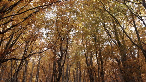 Smooth-Pan-Up-shot-of-the-trees-in-a-forest-in-Autumn