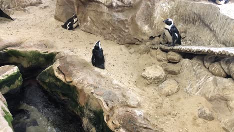 Pingüinos-Africanos-En-Un-Hábitat-Interior-Del-Zoológico-Público-De-Dos-Océanos-En-Ciudad-Del-Cabo,-Sudáfrica