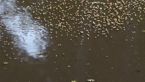Dipterans-Inhabiting-On-The-Crummy-Pond-In-Firmat,-Santa-Fe,-Argentina---Medium-Shot