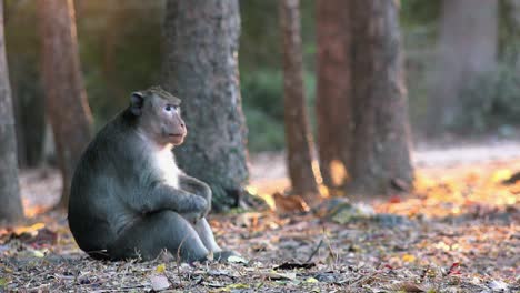 Close-Shot-of-Monkey-Sitting-by-Herself-With-her-Knees-up-Looking-Around-and-Having-Some-Alone-Time