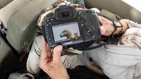 Foto-Safari-Gast-Zeigt-Ihr-Nahaufnahmefoto-Eines-Afrikanischen-Geiers
