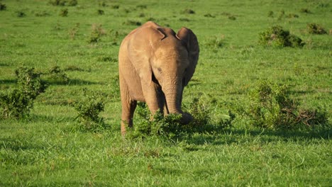 Eine-Filmische-Aufnahme-Eines-Jungen-Afrikanischen-Elefanten,-Der-Mit-Seinem-Rüssel-Sträucher-Aus-Dem-Boden-Reißt,-Um-Sich-Zu-Ernähren