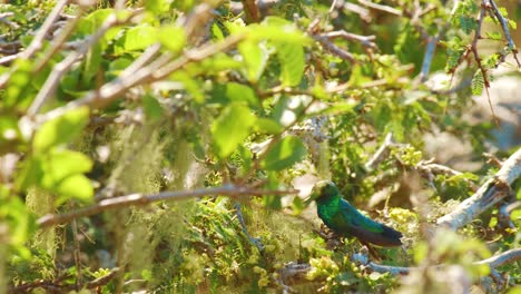 A-Blue-Tailed-Emerald-Flying-On-The-Bush-While-Sucking-Nectars-Of-Flowers---Close-Up-Shot