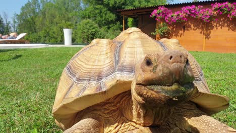 Close-up-on-turtle-head-jerking-while-tortoise-is-walking-on-green-lawn