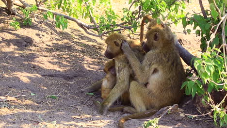 Adult-Chamca-Baboon-grooms-mate-in-shade-while-the-family-plays-nearby