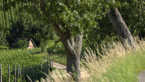 tree-and-grasses-in-foreground-with-vineyards-in-background---SLOMO---RACK-FOCUS