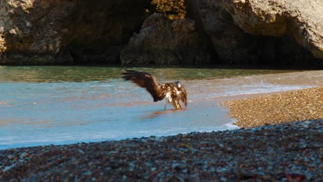 A-beautiful-Osprey-bird-washing-himself-on-the-beach-of-Curacao-then-flying-away---Wide-shot