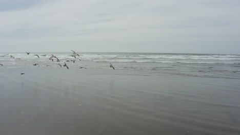 Ocean-beach-seagulls-flying-near-the-waves