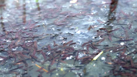 Group-Of-Black-Tadpoles-In-A-Pond,close-up-shot-during-rainy-day