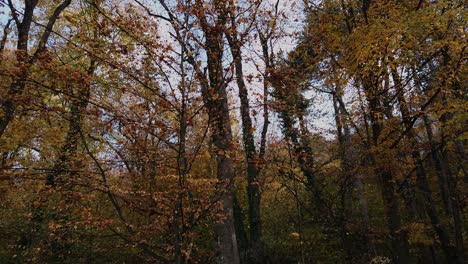 Einspielung,-Malerischer-Blick-Auf-Die-Herbstsaison-In-Brasov,-Blätter-Fallen-Auf-Den-Boden