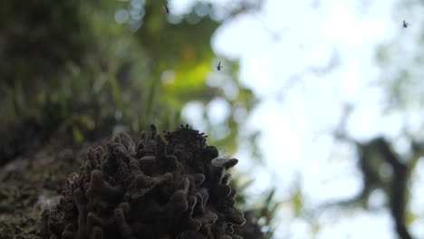 Stachellose-Bienenstockdetails-Von-Bienen,-Die-In-Zeitlupe-Fliegen
