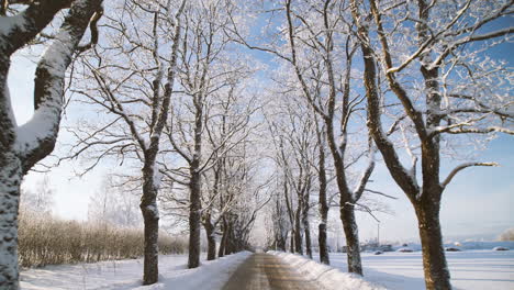 Snowy-avenue-with-trees-in-winter-on-sunny-day,-point-of-view-shot