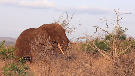 Elephant-with-misshaped-tusk-eats-branches-in-arid-Thanda-landscape
