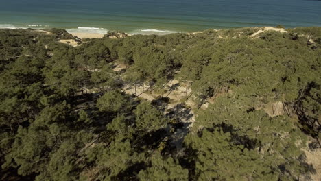Lush-Forest-On-The-Coast-Of-Gale,-Near-Camping-Praia-Da-Gale-In-Portugal-On-A-Sunny-Day---Aerial-Drone-Shot
